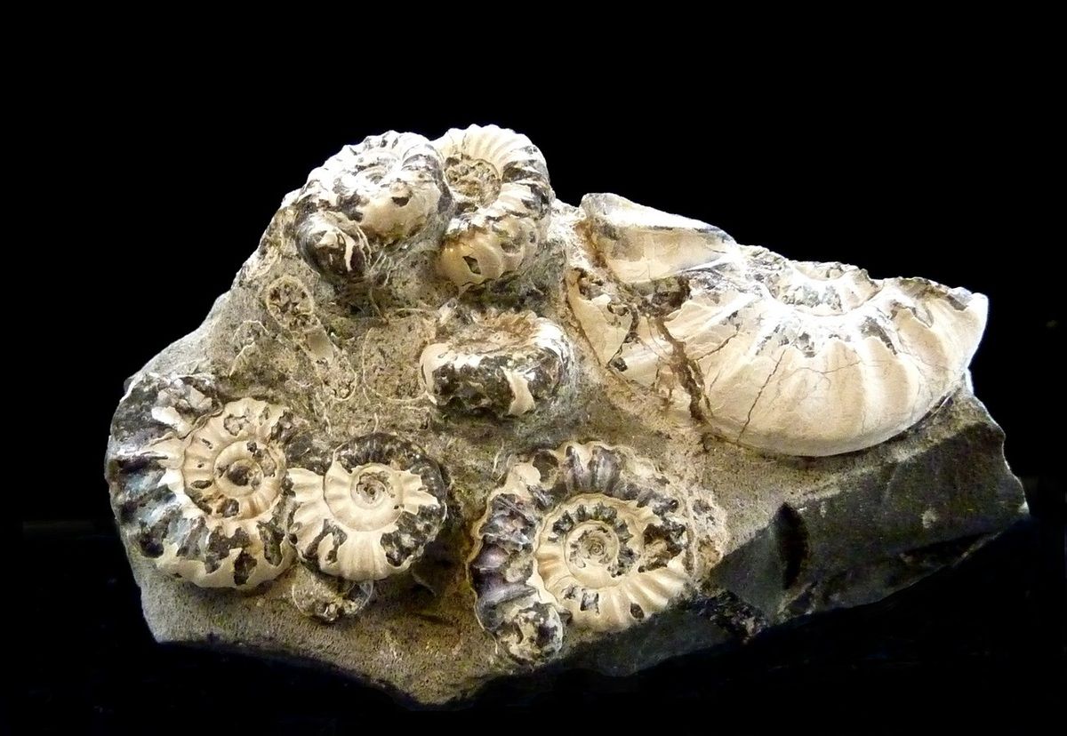 Promicroceras marstonense (Spath).