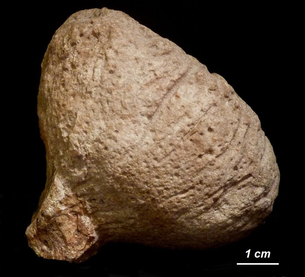 Jerea clavata