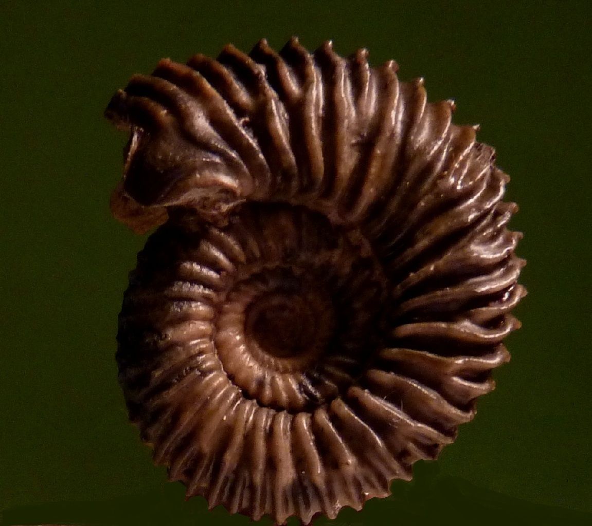 Pseudogarantia dichotoma (m).