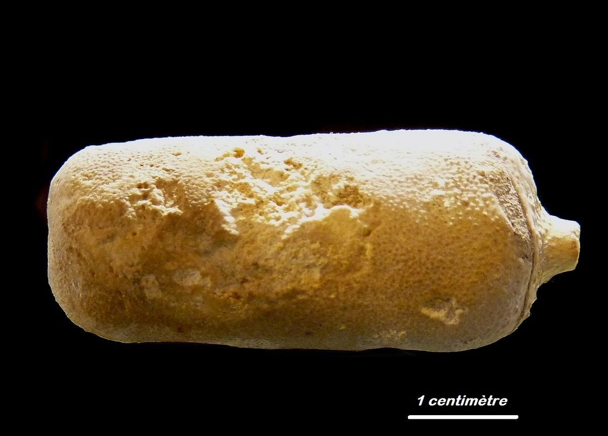 Forme arrondie.
