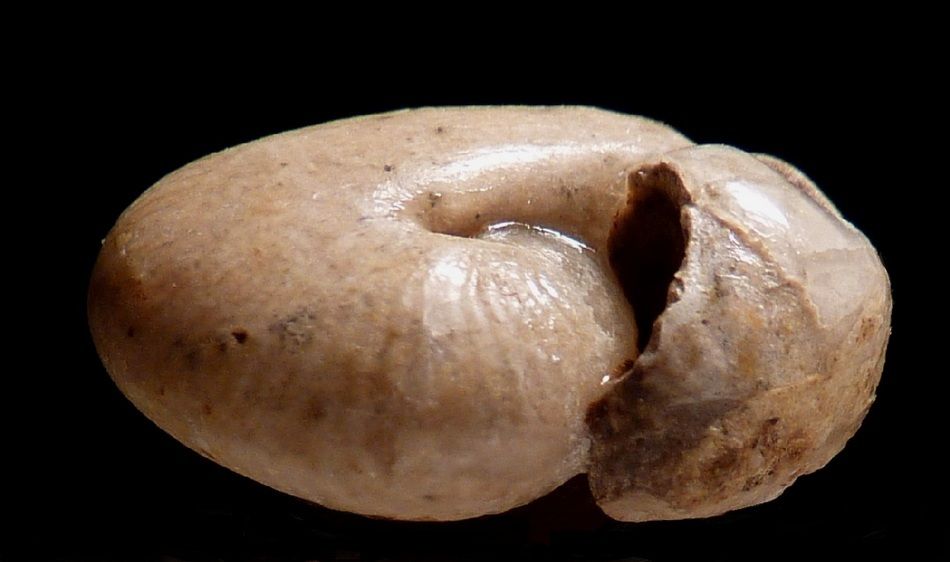 un album avec les différentes phases de dégagement et reconstructions.