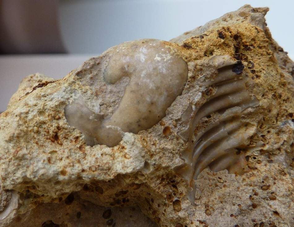 un album avec les différentes phases de dégagement et reconstructions.