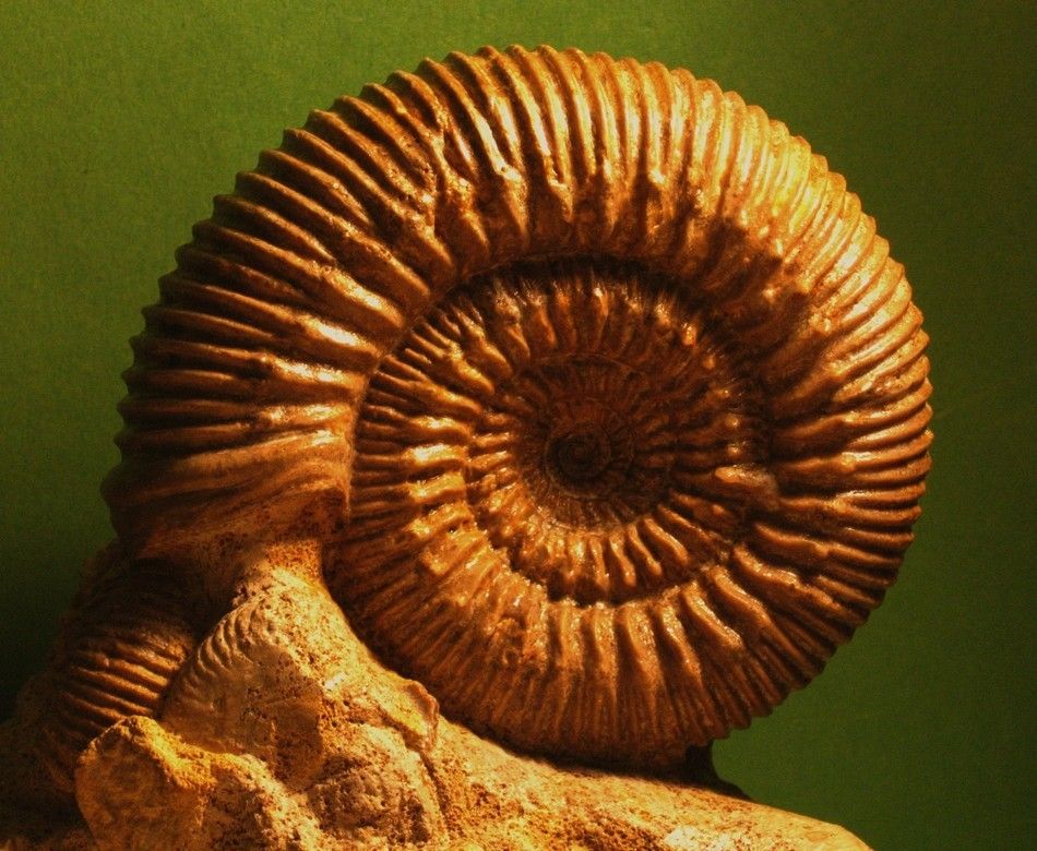 un album avec les différentes phases de dégagement et reconstructions.