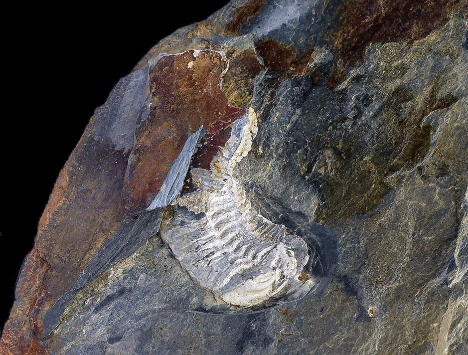 Neseuretus (Neseuretus) tristani