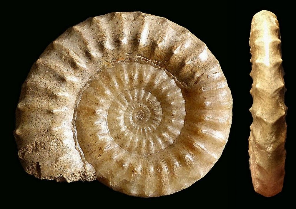 Acanthopleuroceras valdani