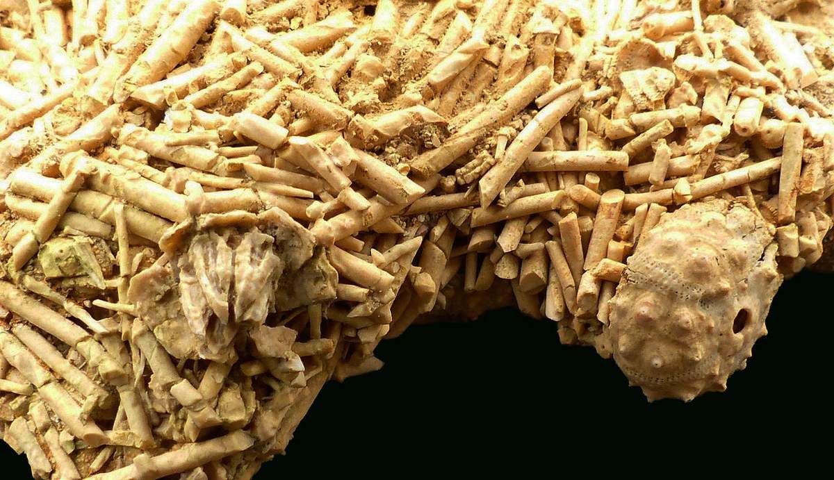 Hemicidaris luciensis