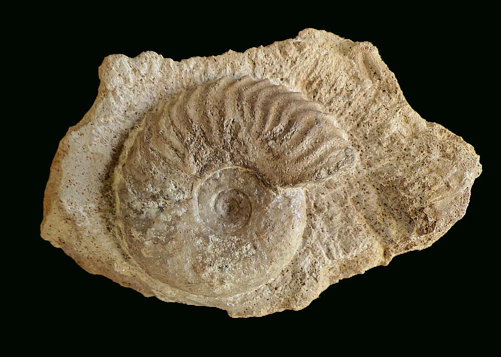 Tragophylloceras ibex