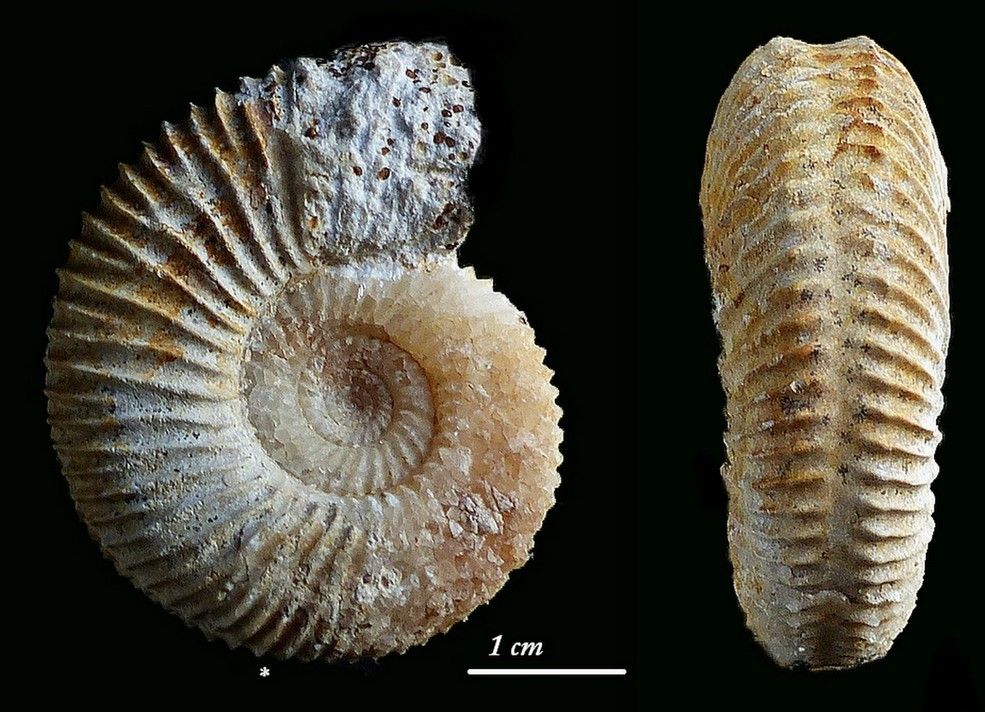 Album - Ammonites  zone à Garantiana.