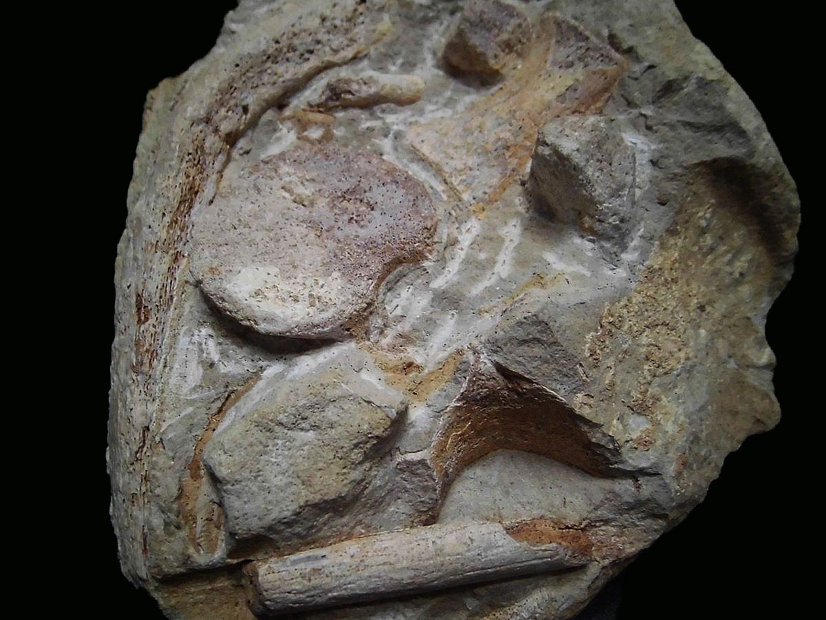 Plésiosaure