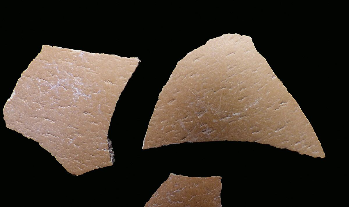 Aepyornis maximus