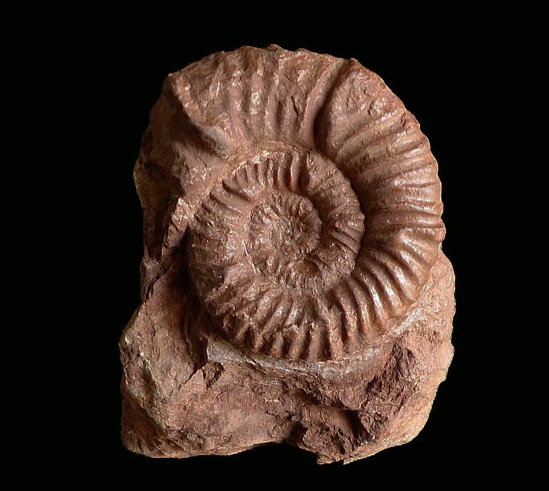 Phymatoceras erbaense