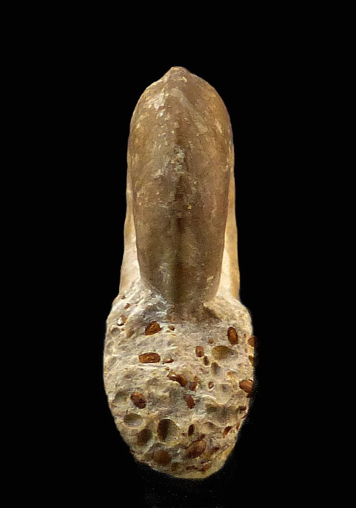Dorsetensia sp