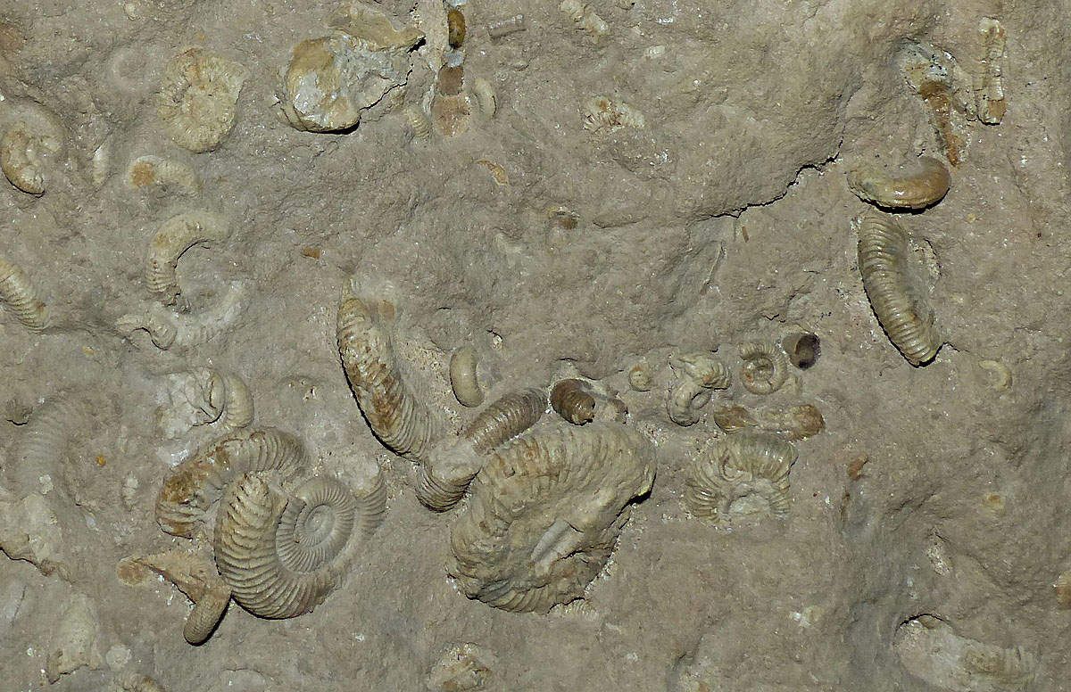 Fond marin du  Toarcien de Feugueurolles 14