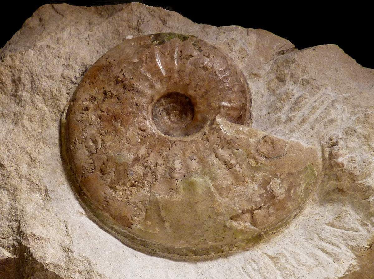 Witchellia laeviuscula