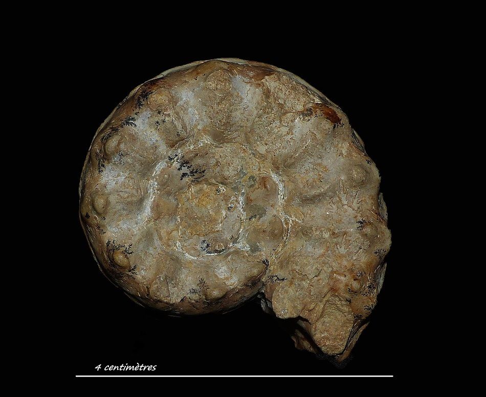 Sonninia (Euhoploceras) adicra