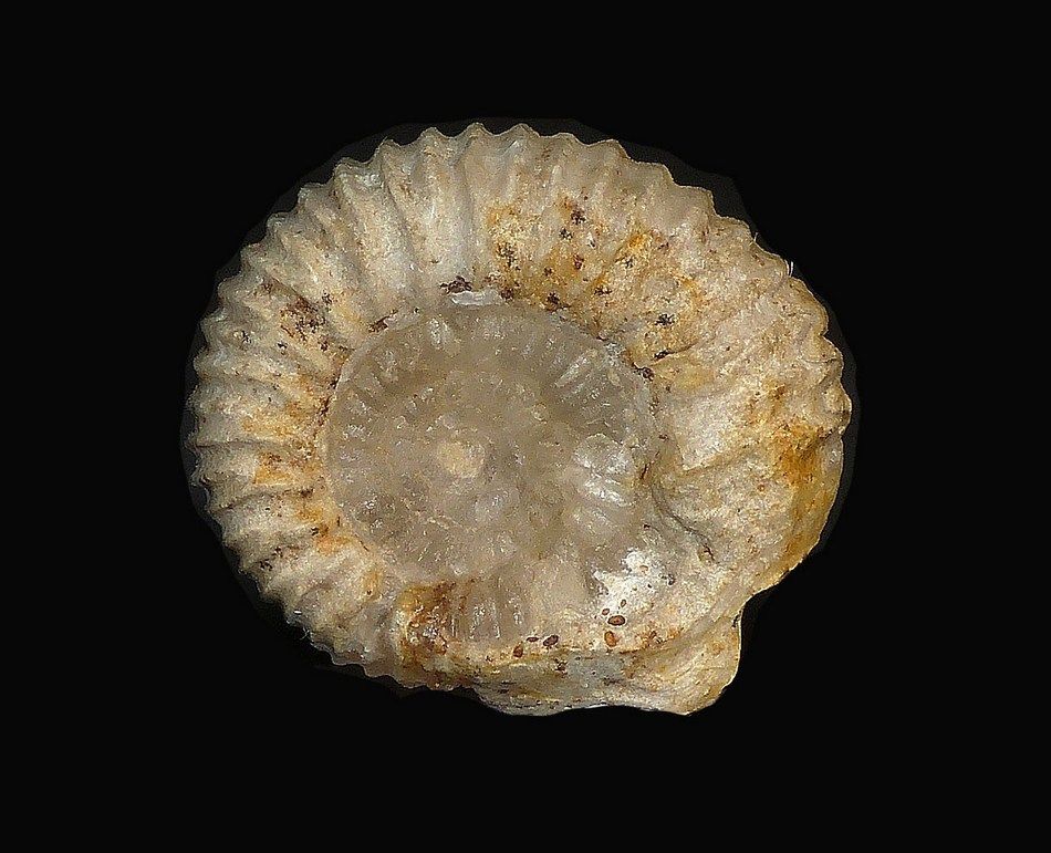 Itinsaites (Itinsaites) garnieri