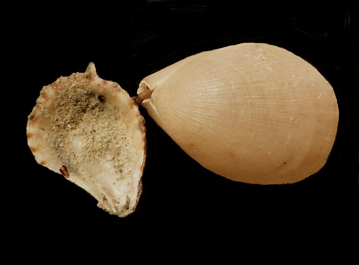 Album - Bajocien, Brachiopodes-1
