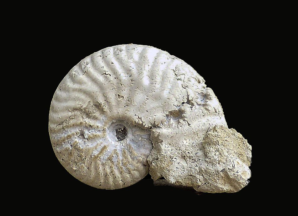 Strigoceras languidum