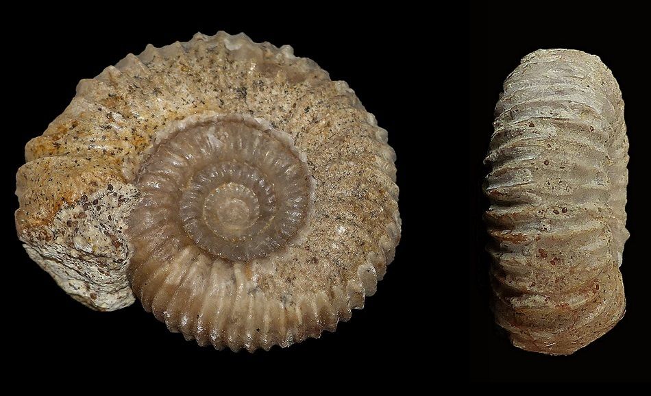 Phaulostephanus diniensis