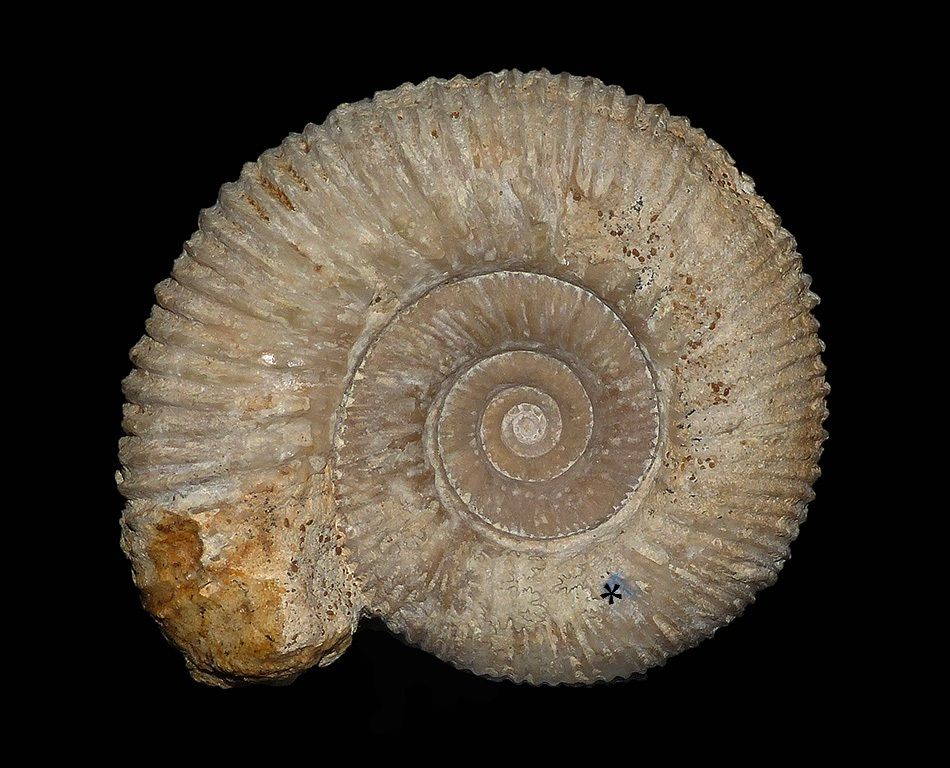 Phaulostephanus paululus