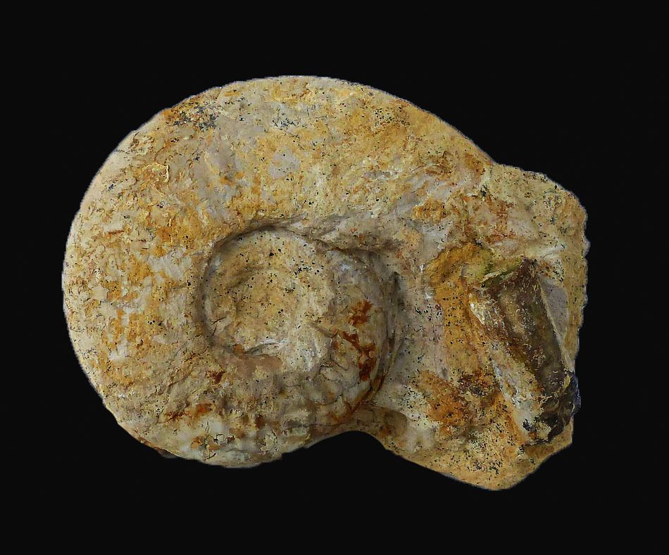 Sonninia (Euhoploceras) marginata