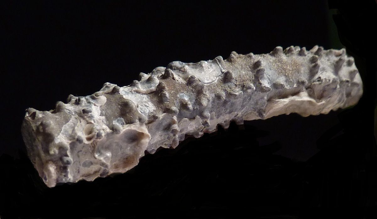 encrines-villers sur mer- oxfordien