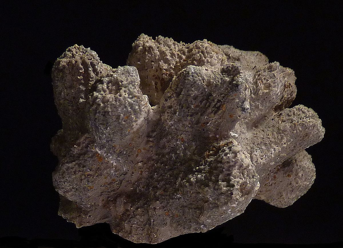 holcospongia-spongiaires-villers sur mer-oxfordien