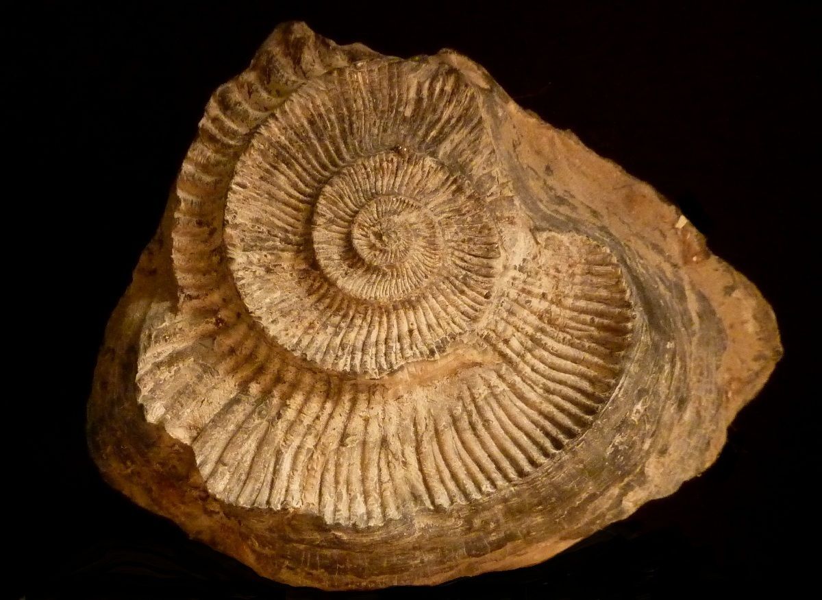 xenomorphisme-oxfordien-villers sur mer