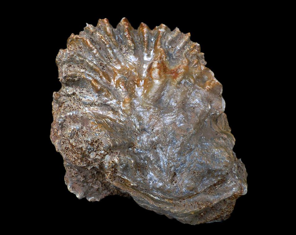 lopha-ostrea-villers-oolithes-bivalves