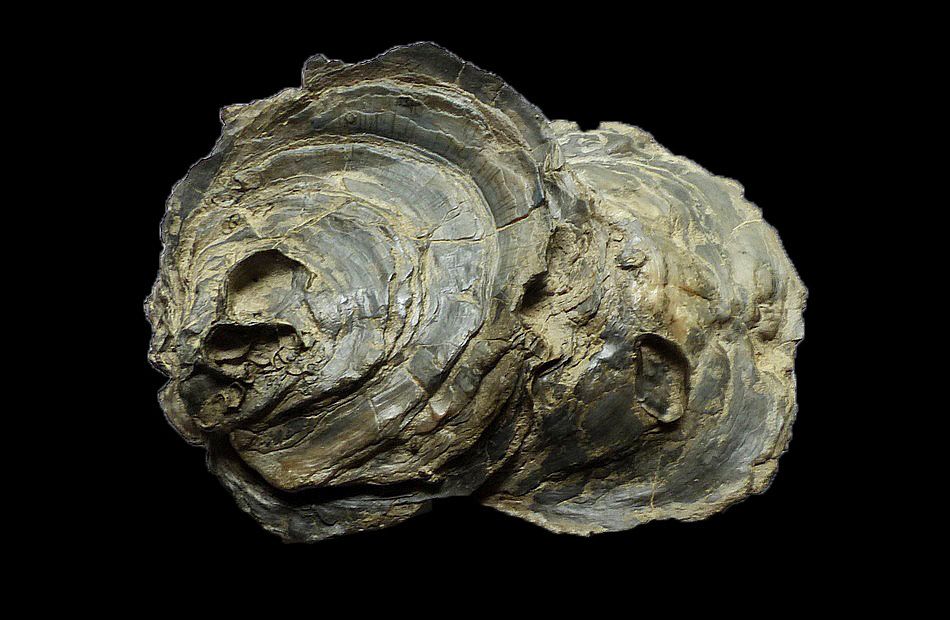 callovien-ostrea-villers sur mer