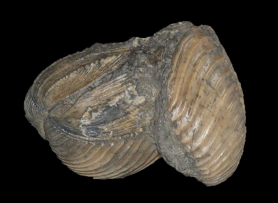 trigonia-callovien-villers sur mer-jurassique