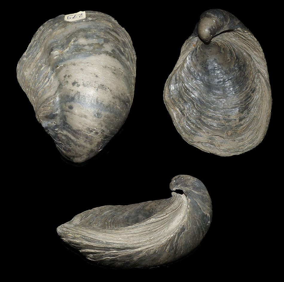 vaches noires-villers sur mer- oxfordien- ostrea