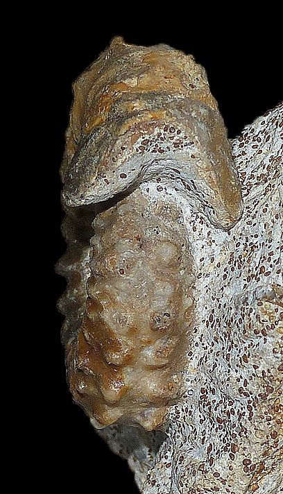 Strenoceras bigoti