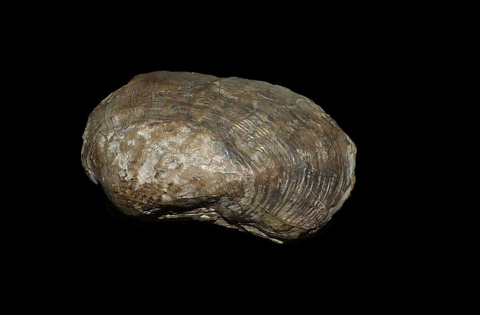 pholadomya decemcostata