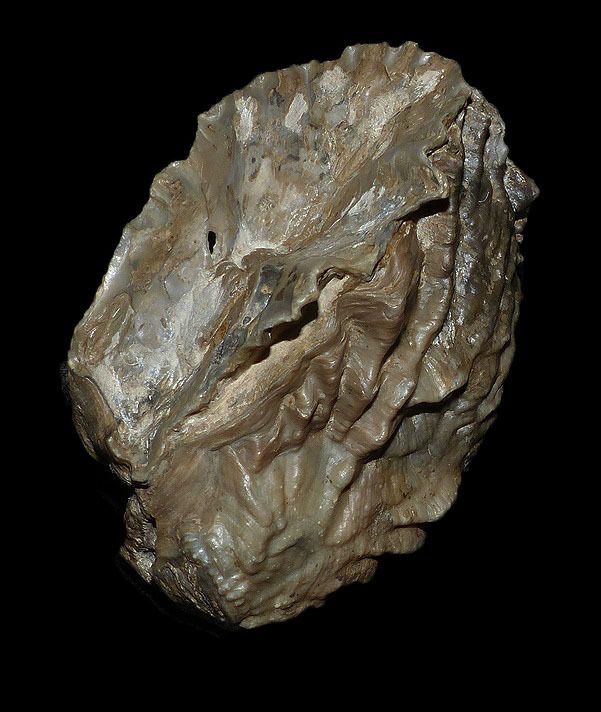 Ostrea sp