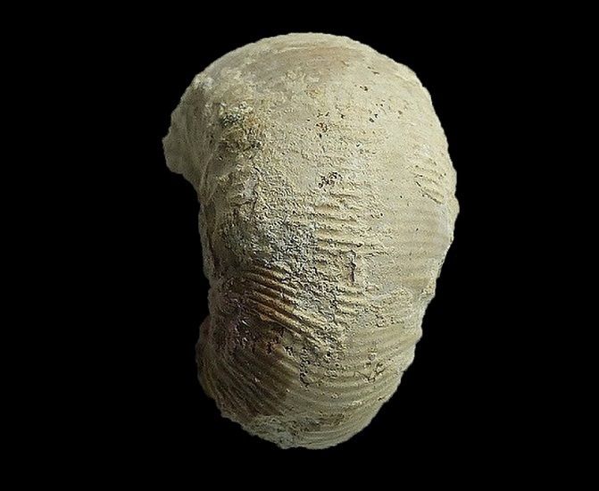 Scaphites obliquus