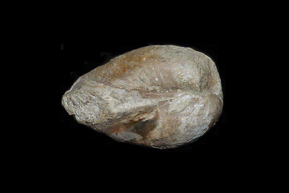 Pleuromya sp