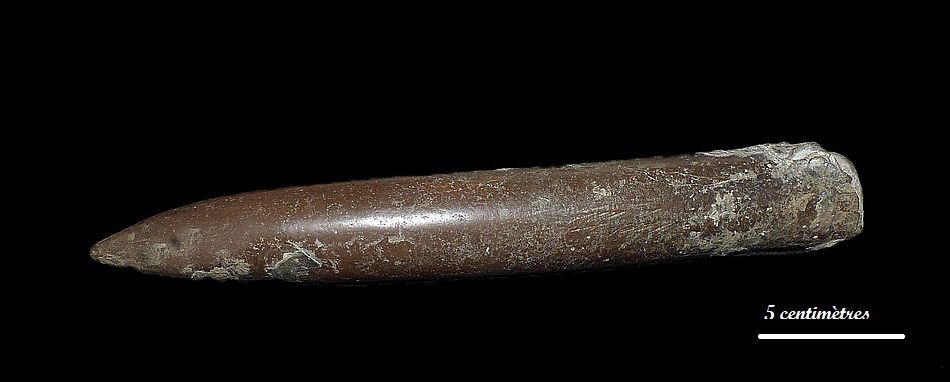 Cylindroteuthis puzosiana