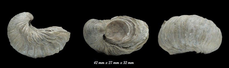 Liogryphea arcuata. Sinémurien de Fresville.