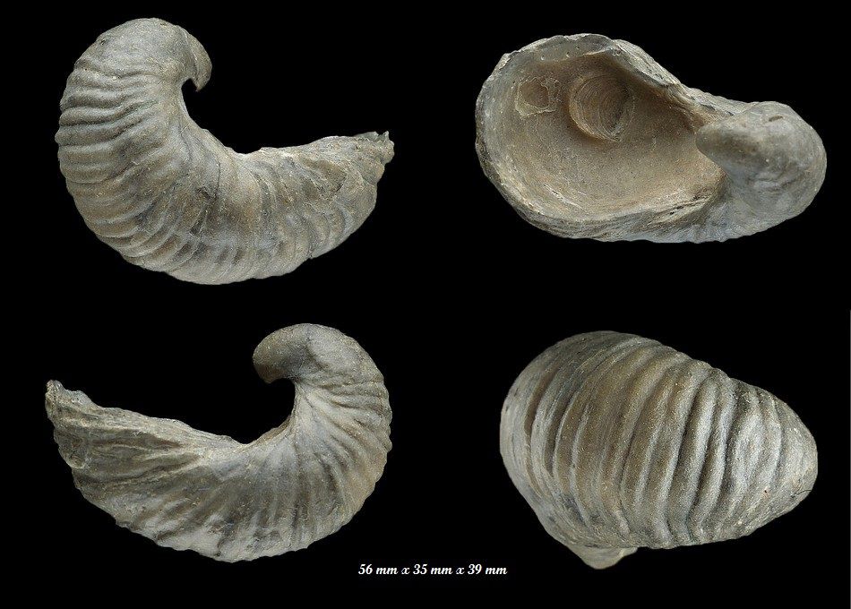 Liogryphea arcuata. Sinémurien de Fresville.