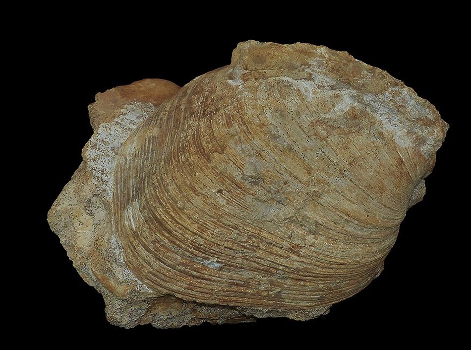 bivalves-bajocien-calvados-jurassique