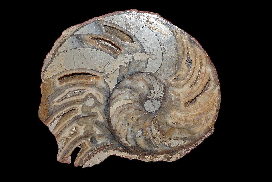 Paracenoceras sp