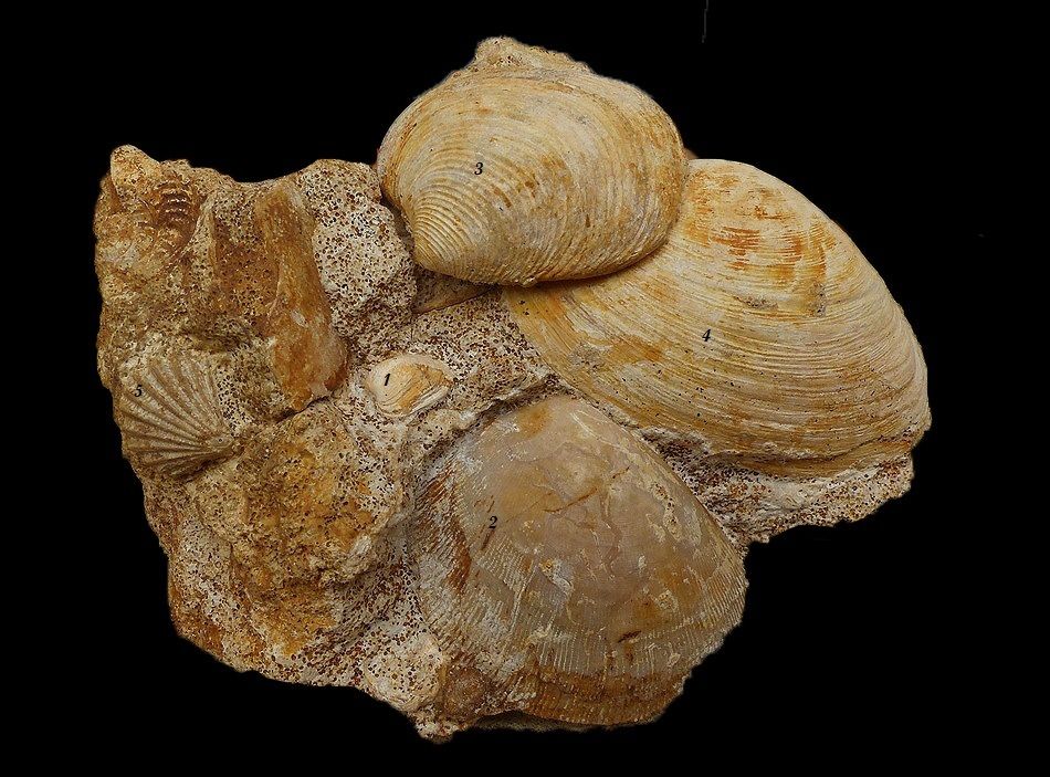 Pecten hedonia