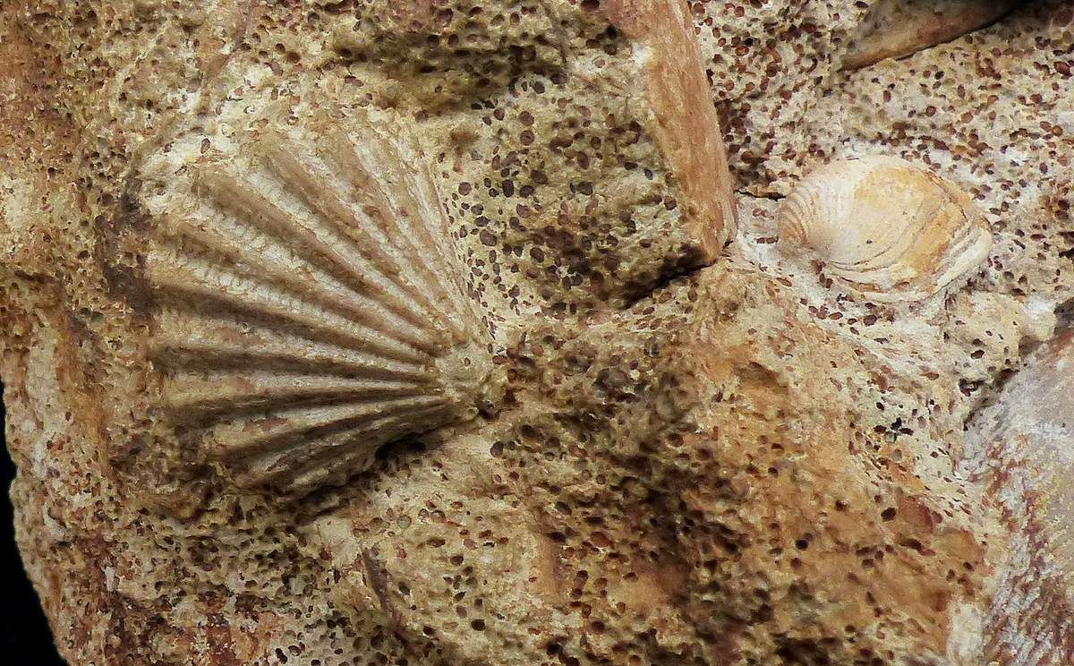 bajocien-pecten-bivalves
