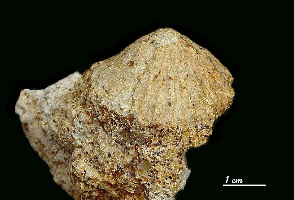Symmetrocapulus rugosus