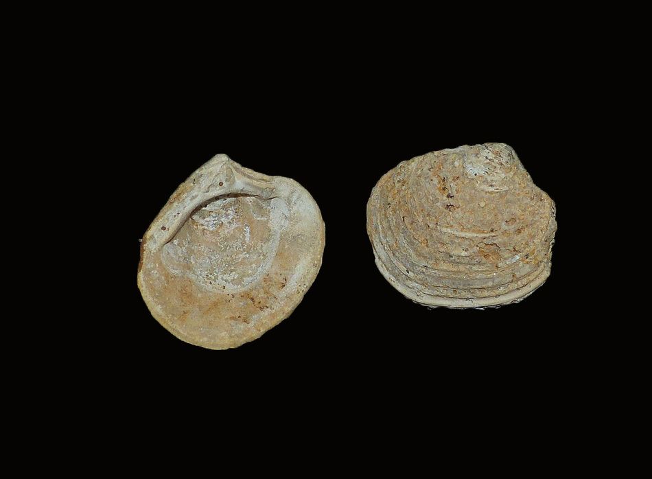 bivalves-bajocien-calvados-d'orbigny