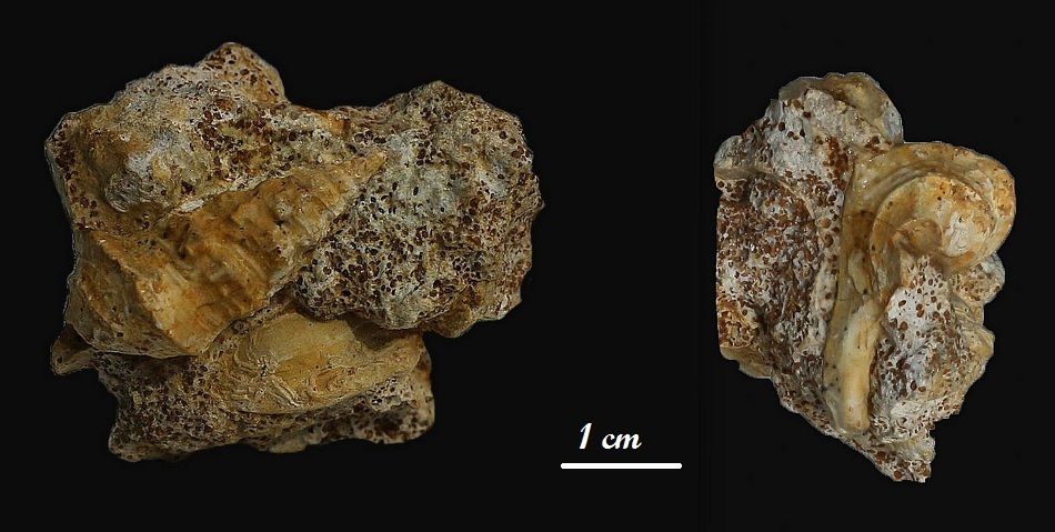 Pietteia hamus