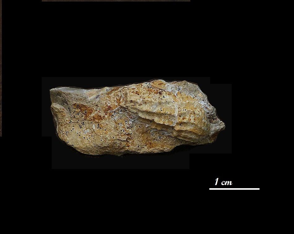 Cerithium subscalariforme