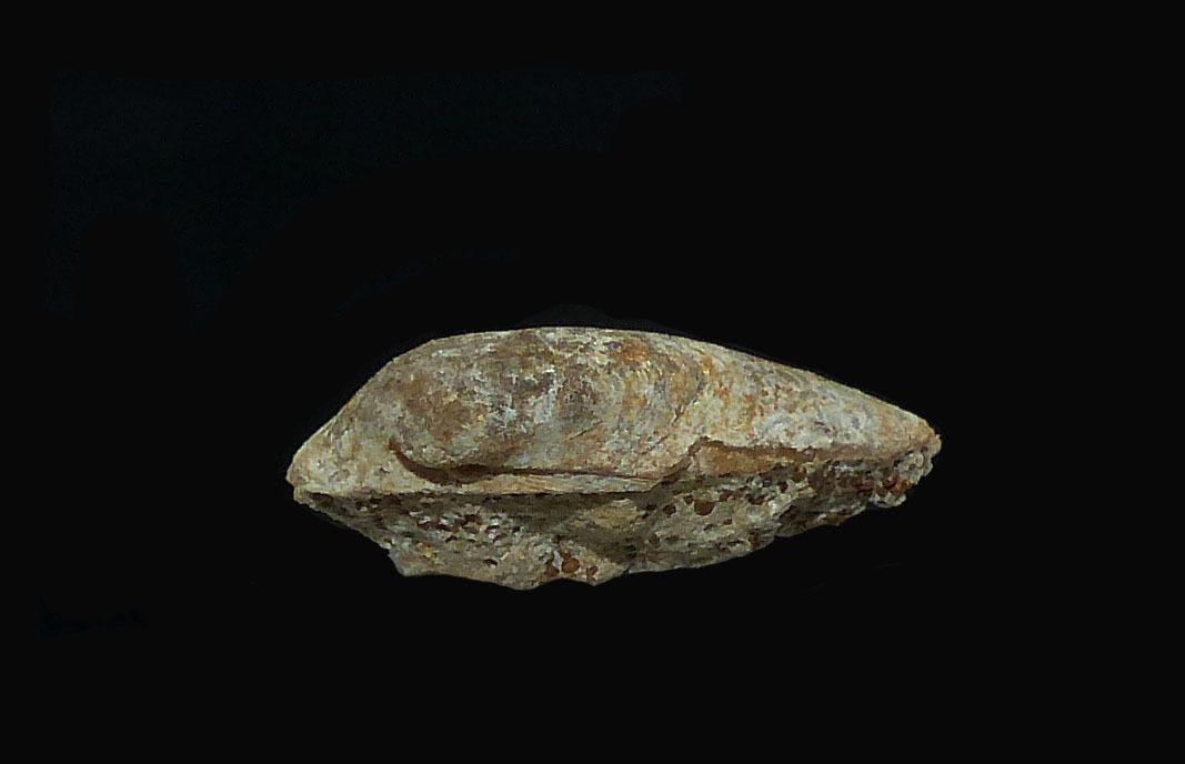 Arca dejanira 