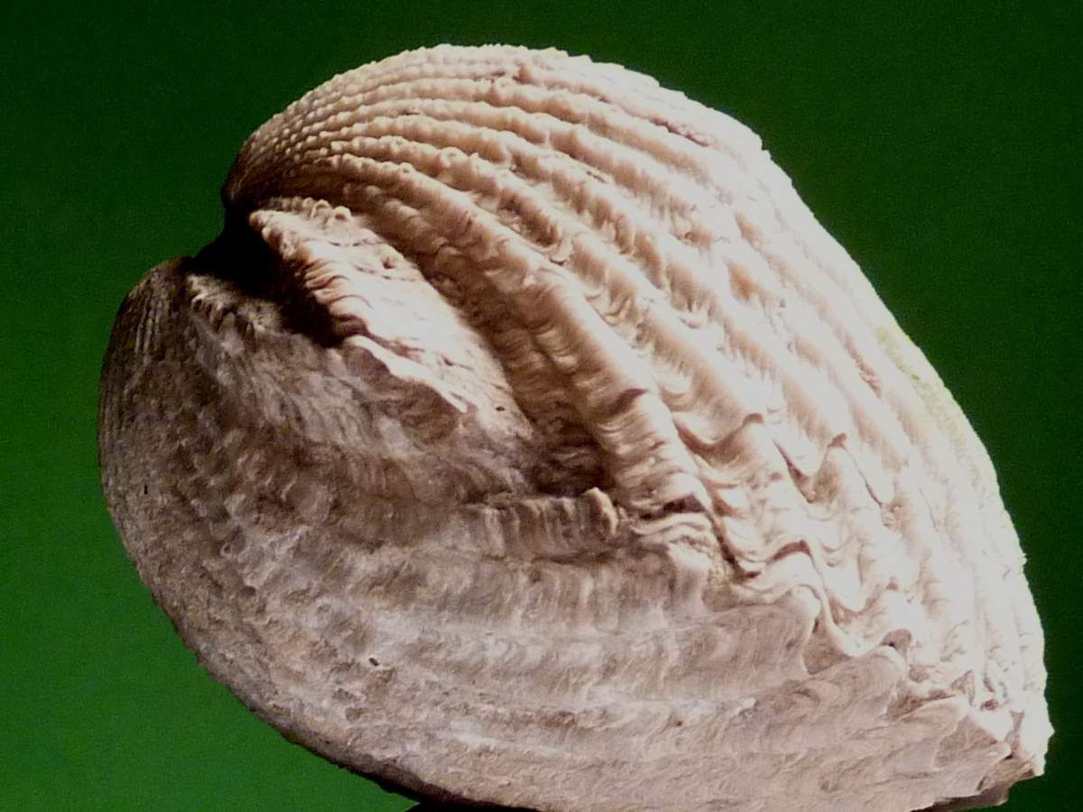 Limidae- Ctenostreon-bajocien-calvados